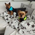 Max und Sammy 