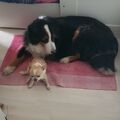 Anton &Pancho 