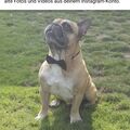 Mein Gentleman Bully for ever by my side...und mein Schutzengel