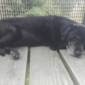 Unser Seelenhund Kira ♥