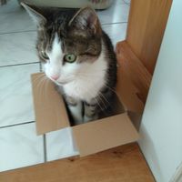Meine Maus liebte Schachteln egal wie klein oder groß.