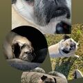 in Memorion (6.8.24) 
Immer im ????
Mein Seelenhund Selly