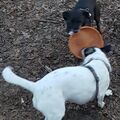 ❤️Tinka ♥️ Ginga ♥️ 
Ich  vermisse euch so sehr 