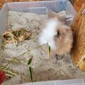 In der Sandkiste nach Leckereien suchen - ein Highlight!!!!