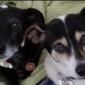 ♥️Tinka ♥️ Ginga ♥️ 
Ihr fehlt mir so sehr. 