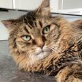 Rambo für immer im Herzen ❤️