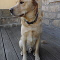 Asko