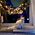 Unser letztes Weihnachten 2021
