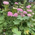 Ganz liebe Grüße aus unserem Garten ❤️