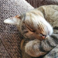 Lotti - unsere Lieblingskatze