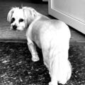 Unser Seelenhund 
