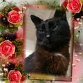 Bennylein ❤ Sonjas geliebter Seelenkater 