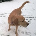 Mein Seelenhund Balou, der mir so unglaublich fehlt
