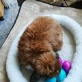 Osterhase  Schnuffi 
