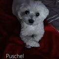 Seelenhund Puschel  +04.02.2025❤️️                         