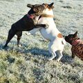 Lotte, Manni, Lieschen 