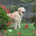 Monti Golden Retriever
❤️ 12.05.2015 --11.05.2024 +
