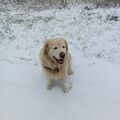Monti Golden Retriever❤️.❤️
2015--2024 +