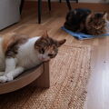 Dein Kumpel Richie mit Maya