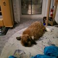 Schnuffi 