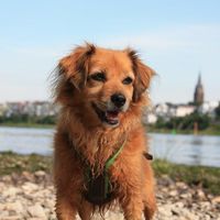 Lucy am Rhein zu Köln