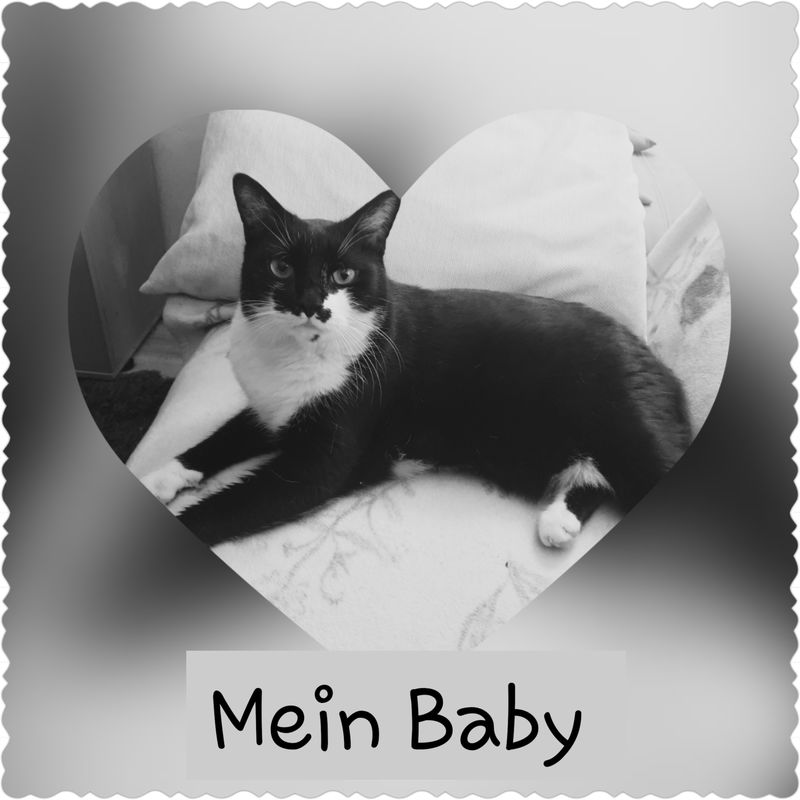 Download Katze spruch tod Free HD