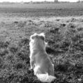 Whisky, gestorben 17.10.2022