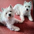 Lasse und Lili 