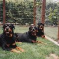 Ino, Romy, Jan