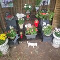 Rieke neben Susi im Garten