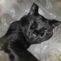 Sindy mein Schatz werde immer an dich denken. 