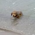 du liebst das Wasser
