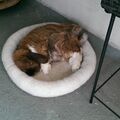 Schnuffi 