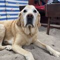 Murphy 07/2021. sein letzter Urlaub mit uns an der Ostsee :-(