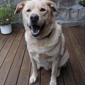 Asko
