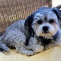 Junior - unser kleines Herz