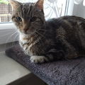 Mein Liebling Puma 01.06.2001 bis 21.02.2018 
