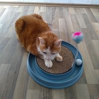 Das war sein Lieblingsspielzeug.