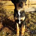 das ist Harley auch ein 
Jagdterriermix