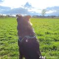 Mein Hundekind 