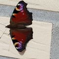 Flieg mit den Schmetterlingen