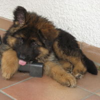 Lucky am 3. Tag nach seinem Einzug bei uns