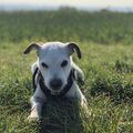 Seelenhund