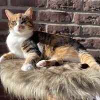 Ana eine Tierheimkatze aus Rumänien