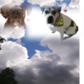Cesar und Cira
