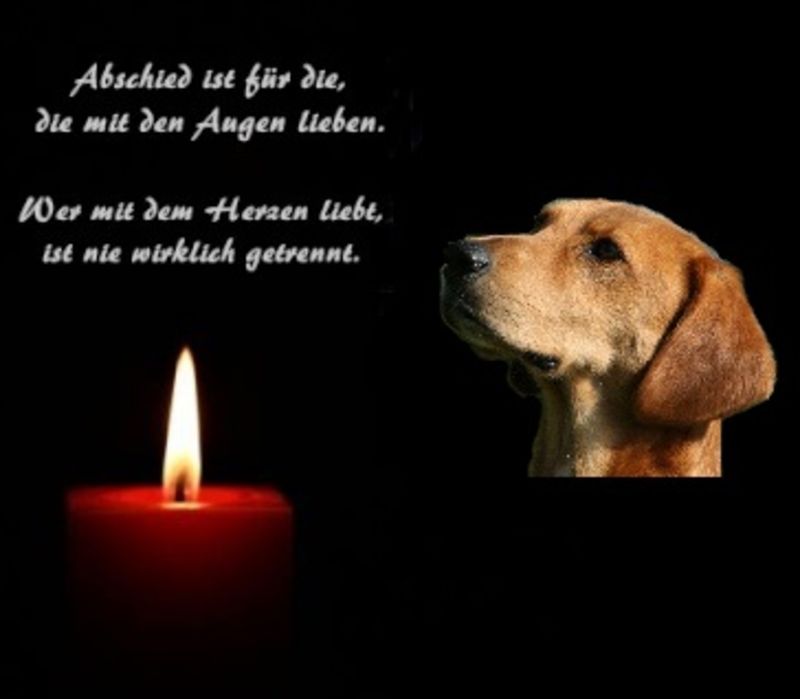 Download Abschied hundehimmel sprueche For iPhone