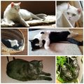 Meine Sternlein Gismo, Fee und Minna