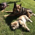 Danka , Sammy und Dobby bei Oma und Opa 
