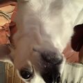 Schau Gizmo dein letzter und wundervollster Partner 