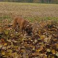 Oktober 2021 - unser täglicher Spaziergang im Walpurgistal